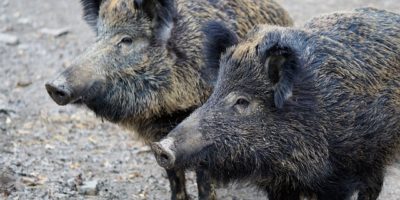 Poszukiwania padłych dzików w dniu 19 lipca Poszukiwania padłych dzików w dniu 19 lipca