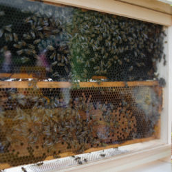 Wołomin rozkwita &#8211; otwarcie &#8222;Wołomińskiej stołówki dla pszczół&#8221;