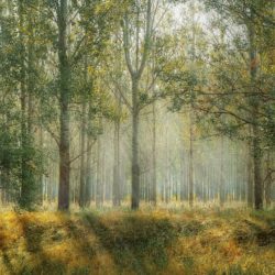 Wyłożenie uproszczonych planów urządzania lasów