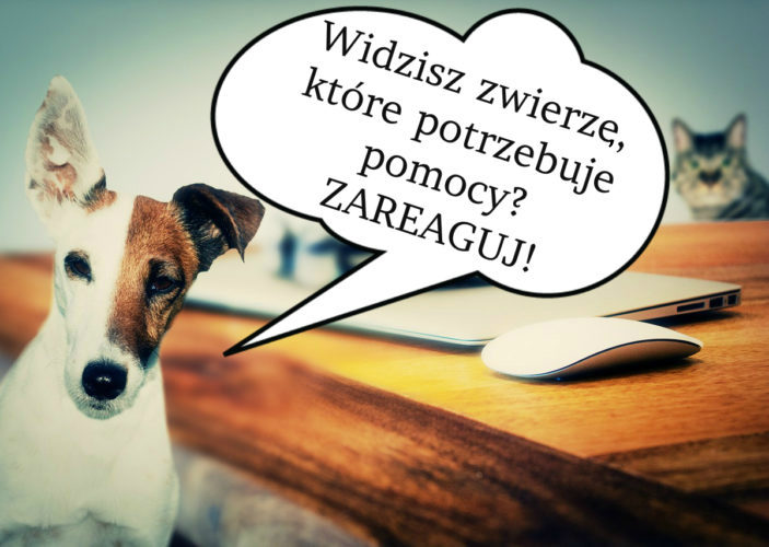 Zgłaszanie zwierząt potrzebujących pomocy