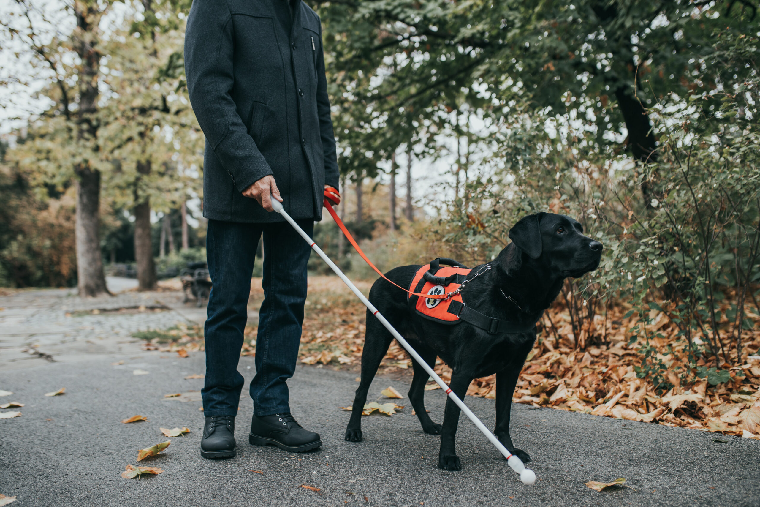 Guide Dog Helping Blind Man In Park Gmina Wo omin