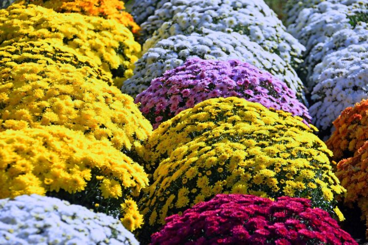 Kolorowe chryzantemy, zdjecie przedstawiajace ustawione obok sienie kolorowe kwiaty
