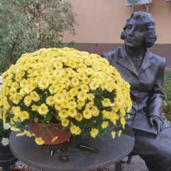żółte chryzantemy przy pomniku Zofii Nałkowskiej