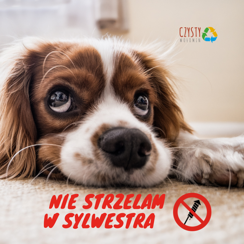 W Sylwestra, Przed I Po - NIE STRZELAM! - Gmina Wołomin