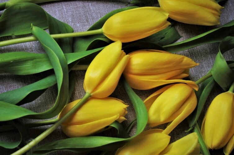 kwiaty żólte tulipany