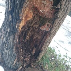 Zły stan drzew przy ul. Sikorskiego