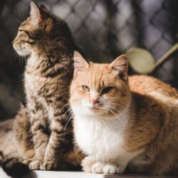 Sterylizacja i kastracja kotów wolno żyjących w 2022