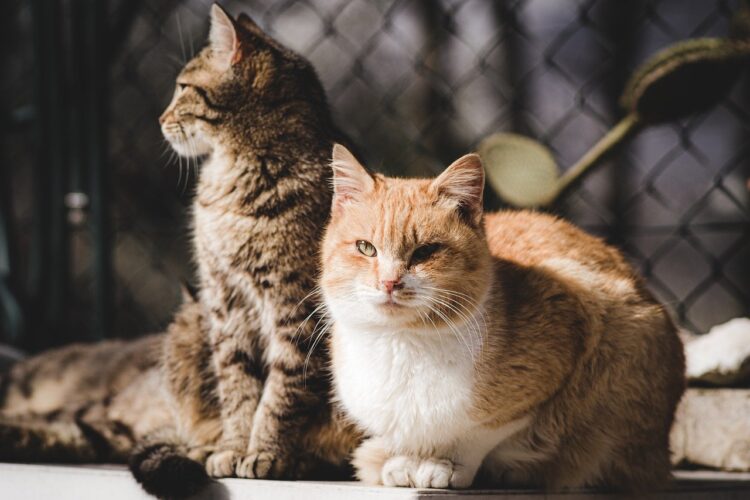 Sterylizacja i kastracja kotów wolno żyjących w 2022