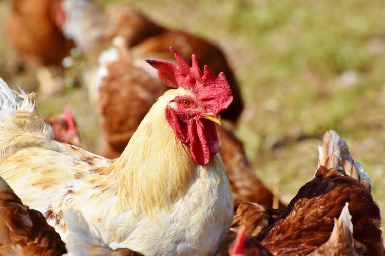 Grypa ptaków - hodowco, sprawdź, czy przestrzegasz zasad bioasekuracji