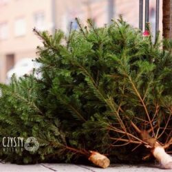 Poświąteczny odbiór drzewek bożonarodzeniowych w 2023 roku