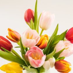 Zdjęcie bukietu tulipanów