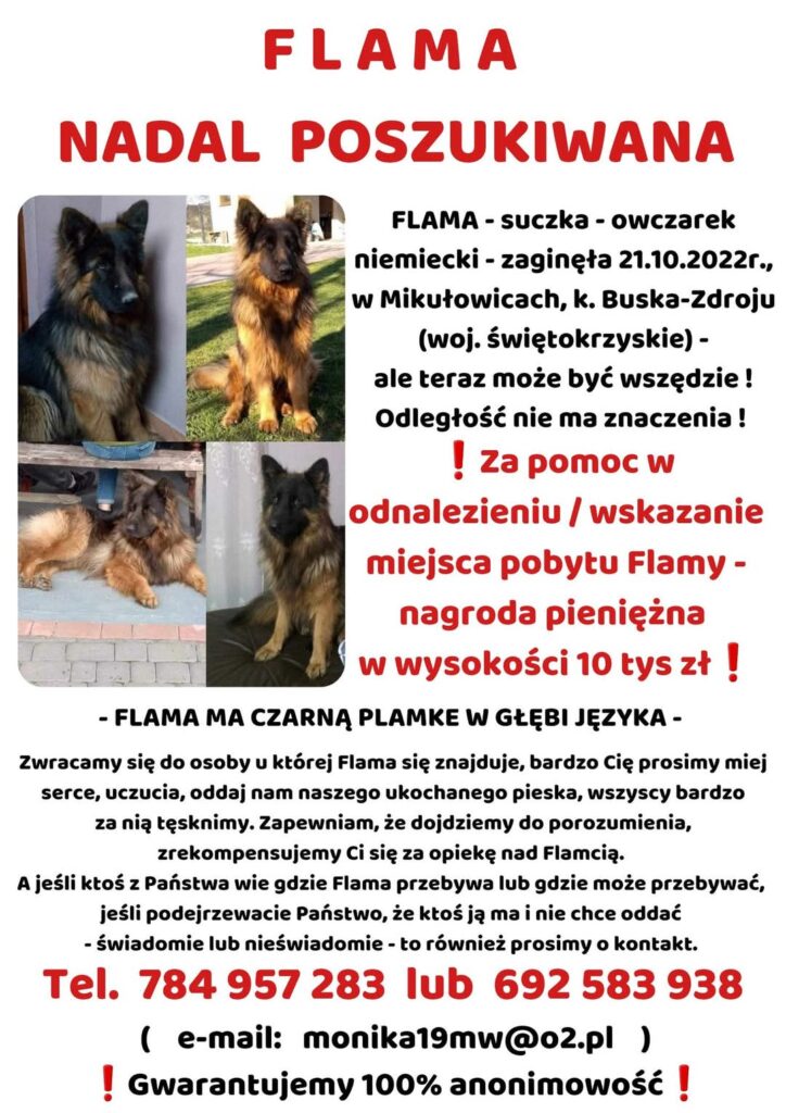 Poszukiwania zaginionego owczarka niemieckiego Flamy