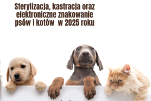 Sterylizacja, kastracja oraz elektroniczne znakowanie psów i kotów w 2025 roku