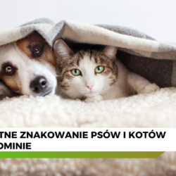 psy i koty