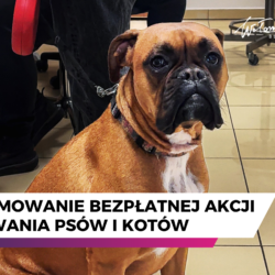 Podsumowanie akcji bezpłatnego znakowania psów i kotów