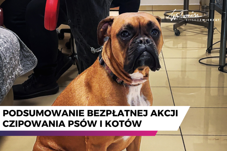 Podsumowanie akcji bezpłatnego znakowania ps&oacute;w i kot&oacute;w
