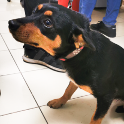 Podsumowanie akcji bezpłatnego znakowania ps&oacute;w i kot&oacute;w