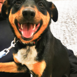 Podsumowanie akcji bezpłatnego znakowania ps&oacute;w i kot&oacute;w