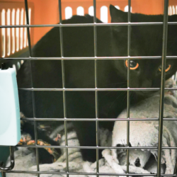 Podsumowanie akcji bezpłatnego znakowania ps&oacute;w i kot&oacute;w