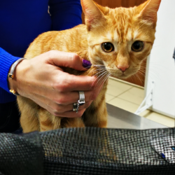 Podsumowanie akcji bezpłatnego znakowania ps&oacute;w i kot&oacute;w