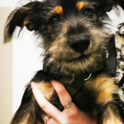 Podsumowanie akcji bezpłatnego znakowania ps&oacute;w i kot&oacute;w