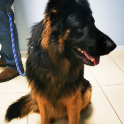 Podsumowanie akcji bezpłatnego znakowania ps&oacute;w i kot&oacute;w