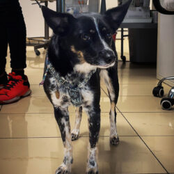 Podsumowanie akcji bezpłatnego znakowania ps&oacute;w i kot&oacute;w