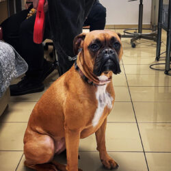 Podsumowanie akcji bezpłatnego znakowania ps&oacute;w i kot&oacute;w