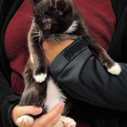 Podsumowanie akcji bezpłatnego znakowania ps&oacute;w i kot&oacute;w