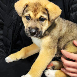 Podsumowanie akcji bezpłatnego znakowania ps&oacute;w i kot&oacute;w