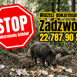 Nie dokarmiaj dzików