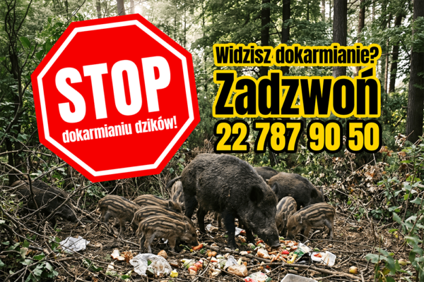 Nie dokarmiaj dzik&oacute;w